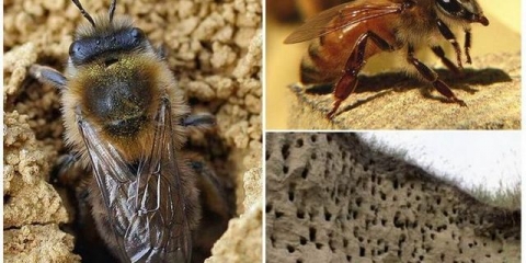 Zemljane pčele - kako ih se riješiti